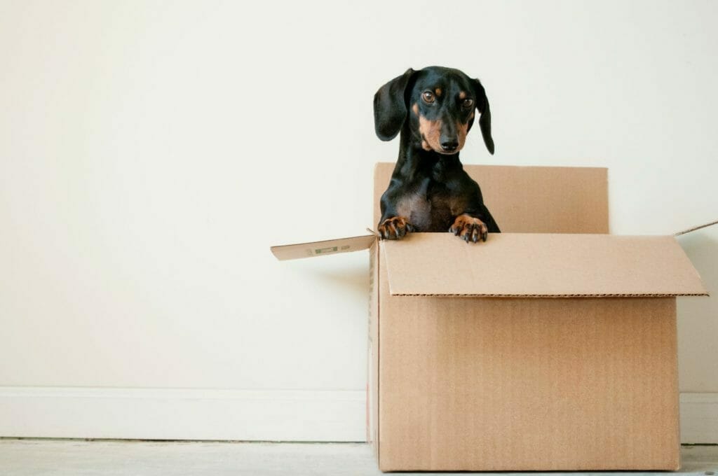 Moving with your family can be chaotic and stressful at first, but it's worth it!